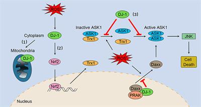 Frontiers | Role of DJ-1 in Immune and Inflammatory Diseases
